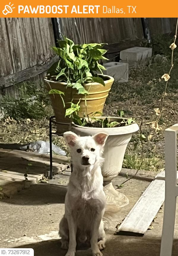 Found/Stray Male Dog last seen Gross Rd and Freeport Dr, Dallas, TX 75228