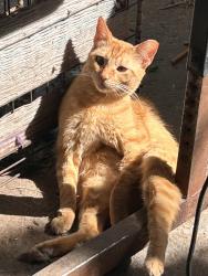 Lost Female Cat last seen N Bentsen Palm Dr, Mission, TX 78572