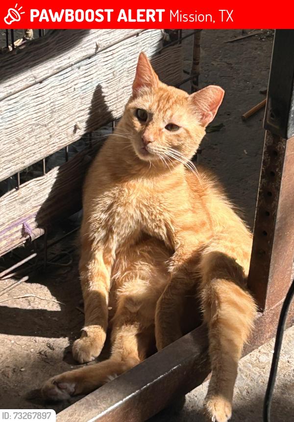 Lost Female Cat last seen N Bentsen Palm Dr, Mission, TX 78572
