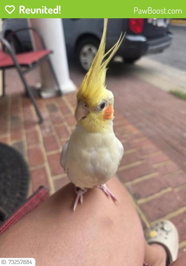 Reunited Female Bird last seen Near Lorton Station Blvd and Lorton Rd, Lorton, VA 22079