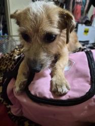 Lost Male Dog last seen 6th st, San Bernardino, CA 92410