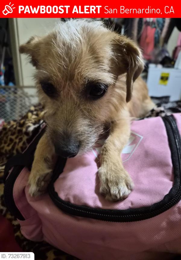 Lost Male Dog last seen 6th st, San Bernardino, CA 92410