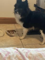Found/Stray Female Dog last seen Goshen and Pine Lake, Salem, OH 44460