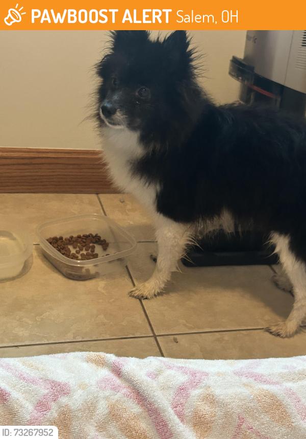 Found/Stray Female Dog last seen Goshen and Pine Lake, Salem, OH 44460