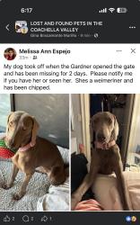 Lost Female Dog last seen Starbucks, Indio, CA 92201