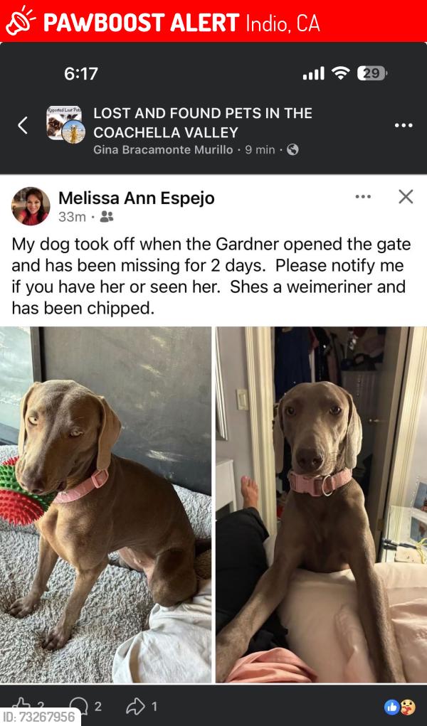 Lost Female Dog last seen Starbucks, Indio, CA 92201