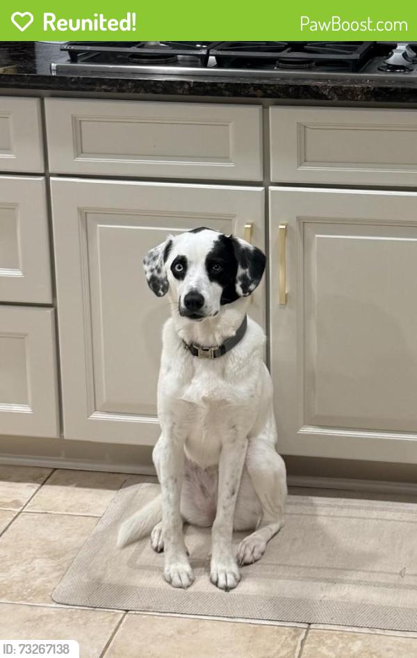 Reunited Female Dog last seen Grand valley ct, Round Hill, VA 20141