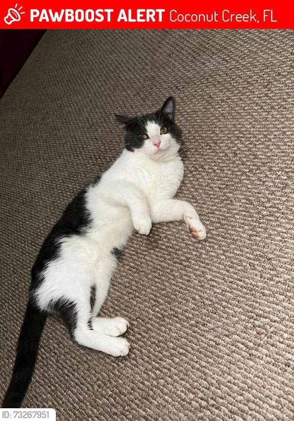 Lost Male Cat last seen Evergreen lakes, Coconut Creek, FL 33066