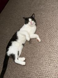 Lost Male Cat last seen Evergreen lakes, Coconut Creek, FL 33066