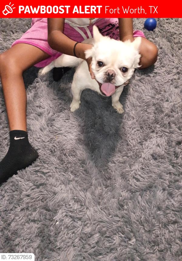 Lost Male Dog last seen Pecos st, Fort Worth, TX 76119