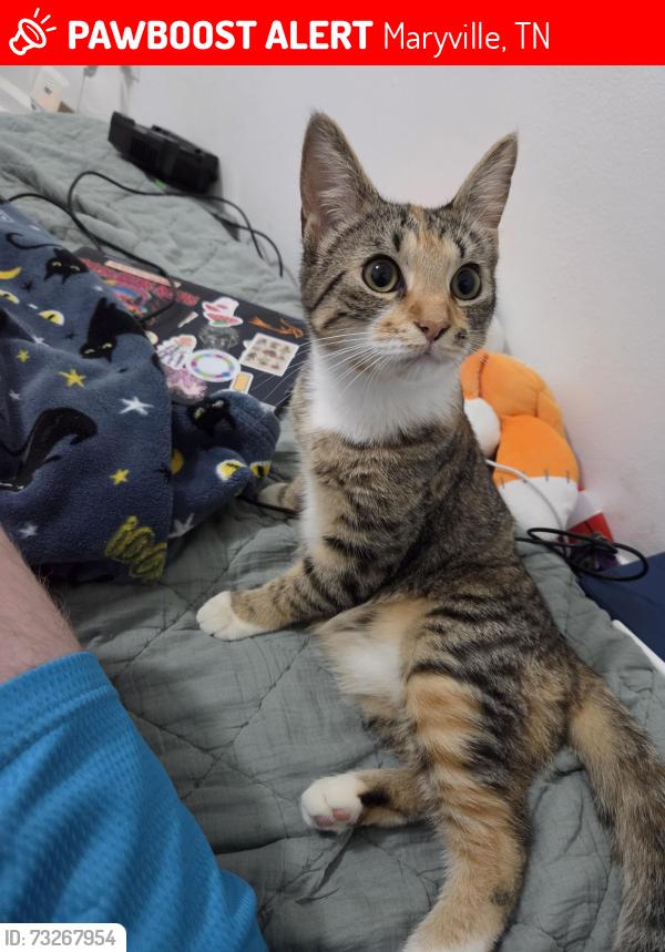 Lost Female Cat last seen Stonetree apmts, Maryville, TN 37801