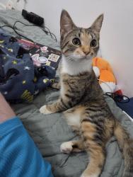 Lost Female Cat last seen Stonetree apmts, Maryville, TN 37801