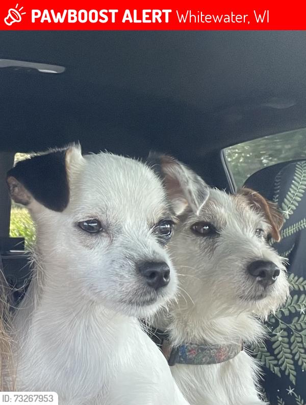Lost Female Dog last seen Brown Rd, Whitewater, WI 53190