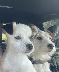 Lost Female Dog last seen Brown Rd, Whitewater, WI 53190