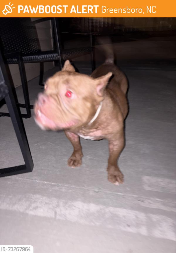 Found/Stray Female Dog last seen Pisgah church rd, Greensboro, NC 27405