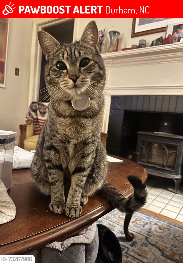 Lost Male Cat last seen Gaithers court and Alderbrook crossing, Durham, NC 27713