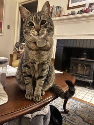 Lost Male Cat last seen Gaithers court and Alderbrook crossing, Durham, NC 27713