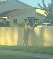 Reunited Unknown Dog last seen 64th Ave and 58th St pinellas park, Pinellas Park, FL 33781