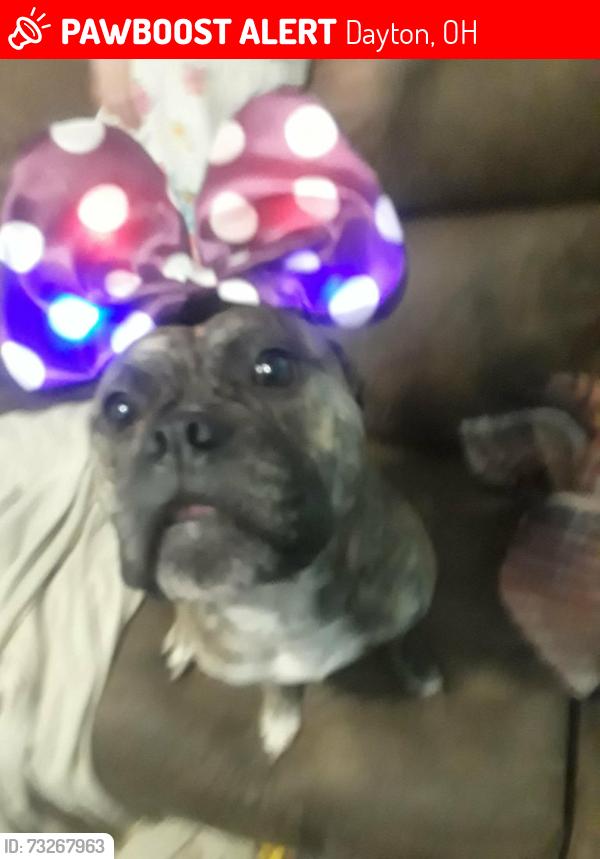 Lost Male Dog last seen 4th and 5th street, Dayton, OH 45403