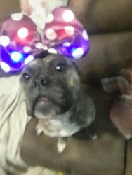 Lost Male Dog last seen 4th and 5th street, Dayton, OH 45403
