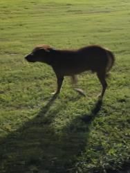 Found/Stray Male Dog last seen Veteran's Park, Hudson, FL 34667