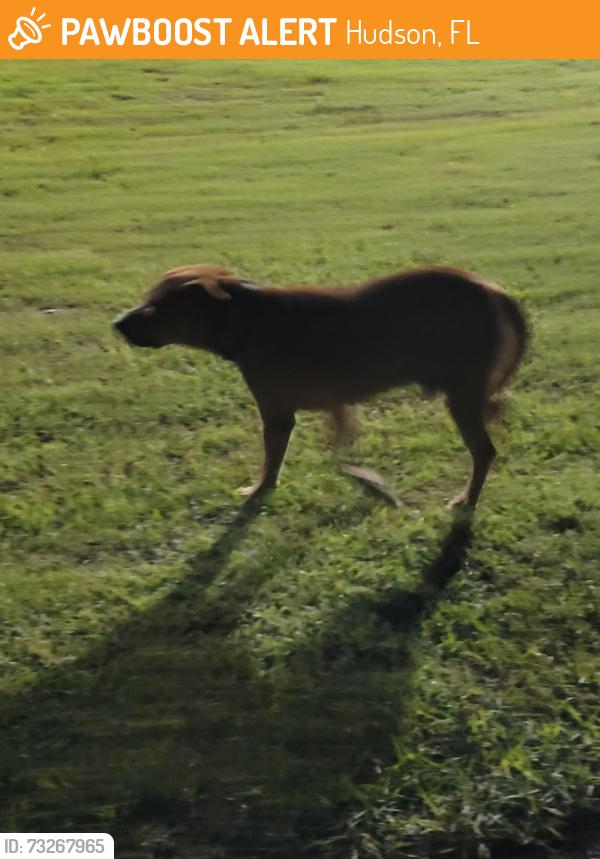Found/Stray Male Dog last seen Veteran's Park, Hudson, FL 34667