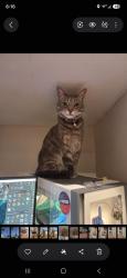 Reunited Male Cat last seen Near Veteran Ave, Apt 269, Los Angeles, CA 90024, Los Angeles, CA 90024