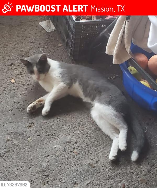 Lost Male Cat last seen N Bentsen Palm Dr, Mission, TX 78572