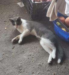 Lost Male Cat last seen N Bentsen Palm Dr, Mission, TX 78572