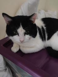 Lost Male Cat last seen Wednesbury Woden hse, West Midlands, England WS10 7DS