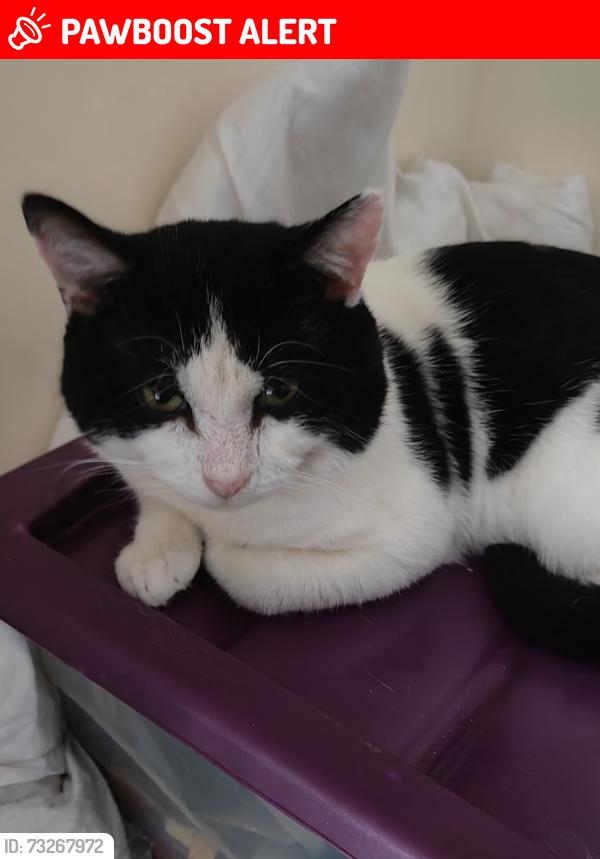 Lost Male Cat last seen Wednesbury Woden hse, West Midlands, England WS10 7DS
