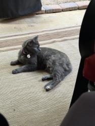Lost Female Cat last seen Brook Highland Parkway, Birmingham, AL 35242