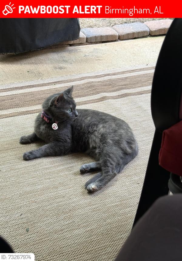 Lost Female Cat last seen Brook Highland Parkway, Birmingham, AL 35242
