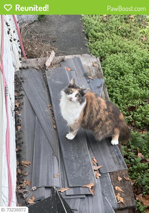 Reunited Female Cat last seen Near boylston st dalton ga, Dalton, GA 30720
