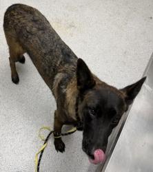 Shelter Stray Female Dog last seen , , CA, 1101 29th Ave, Oakland, CA 94601, USA