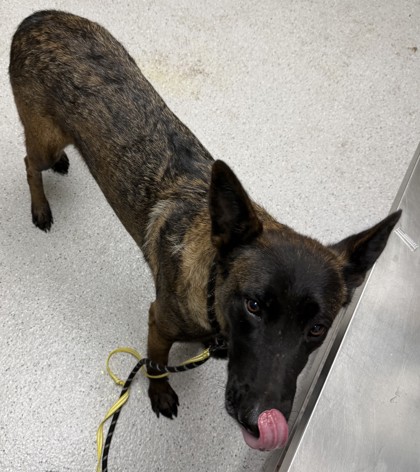 Shelter Stray Female Dog last seen , , CA, 1101 29th Ave, Oakland, CA 94601, USA