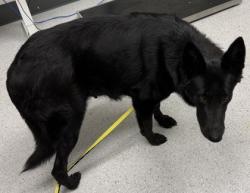 Shelter Stray Female Dog last seen , , CA, 1101 29th Ave, Oakland, CA 94601, USA