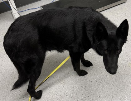 Shelter Stray Female Dog last seen , , CA, 1101 29th Ave, Oakland, CA 94601, USA