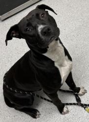 Shelter Stray Male Dog last seen 90th and Bancroft, Oakland, CA, 1101 29th Ave, Oakland, CA 94601, USA