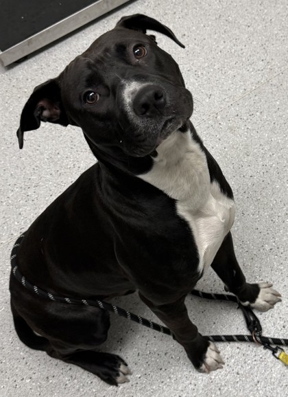 Shelter Stray Male Dog last seen 90th and Bancroft, Oakland, CA, 1101 29th Ave, Oakland, CA 94601, USA