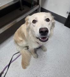 Shelter Stray Female Dog last seen Near 11th Ave, Oakland, CA, 1101 29th Ave, Oakland, CA 94601, USA