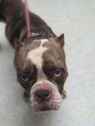 Shelter Stray Female Dog last seen Lake Merritt, Oakland, CA, 1101 29th Ave, Oakland, CA 94601, USA