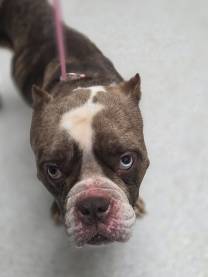 Shelter Stray Female Dog last seen Lake Merritt, Oakland, CA, 1101 29th Ave, Oakland, CA 94601, USA