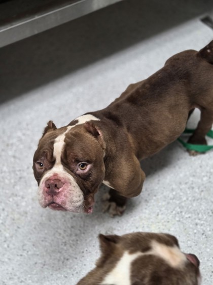 Shelter Stray Male Dog last seen Lake Merritt, Oakland, CA, 1101 29th Ave, Oakland, CA 94601, USA