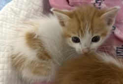 Shelter Stray Male Cat last seen Near 34th St, Oakland, CA, 1101 29th Ave, Oakland, CA 94601, USA