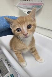 Shelter Stray Male Cat last seen Near Holway St, Oakland, CA, 1101 29th Ave, Oakland, CA 94601, USA