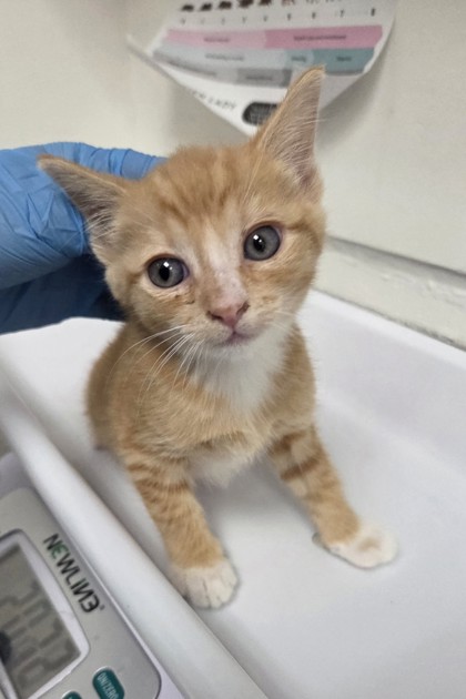 Shelter Stray Male Cat last seen Near Holway St, Oakland, CA, 1101 29th Ave, Oakland, CA 94601, USA