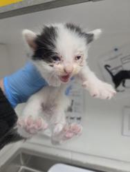Shelter Stray Male Cat last seen Near 84th Ave, Oakland, CA, 1101 29th Ave, Oakland, CA 94601, USA