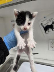 Shelter Stray Female Cat last seen Near 84th Ave, Oakland, CA, 1101 29th Ave, Oakland, CA 94601, USA