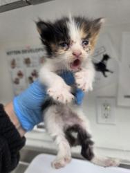 Shelter Stray Female Cat last seen Near 84th Ave, Oakland, CA, 1101 29th Ave, Oakland, CA 94601, USA